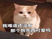 成都达界乾科技有限公司