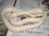 成都达界乾科技有限公司